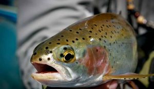 Northern Trout Lures | Panther Martin