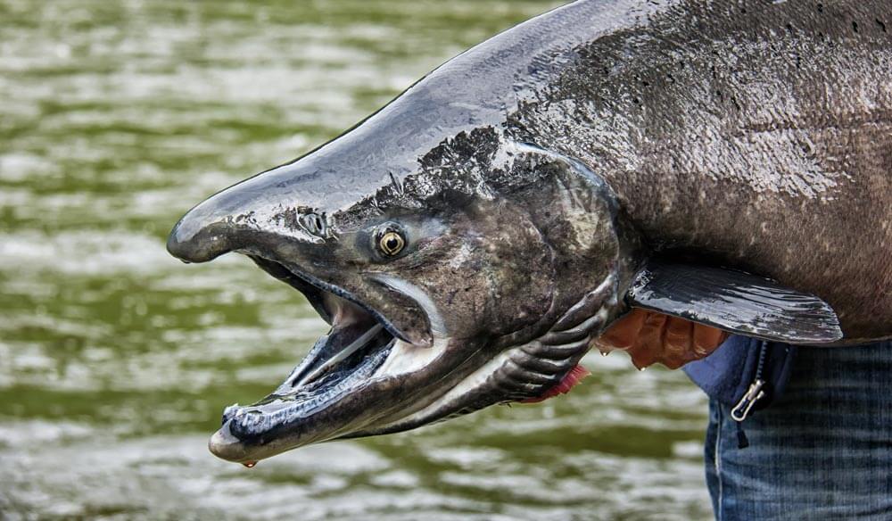 Panther Martin | Salmon Fishing Lures